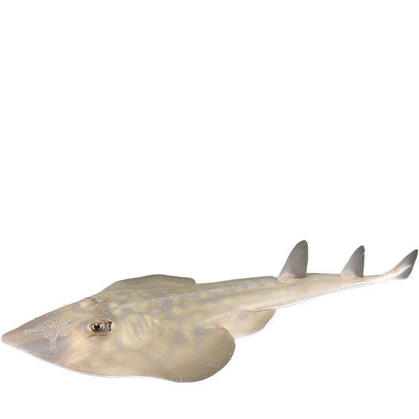 Pirana