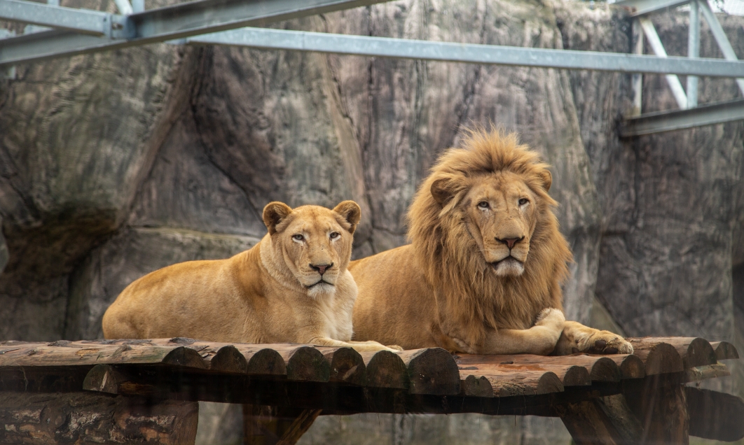 Enrichment and Quality of Life in Zoos