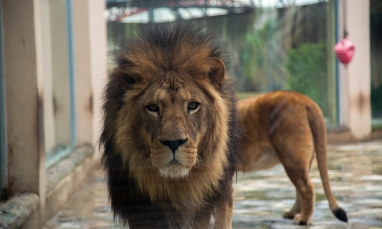 Enrichment and Quality of Life in Zoos
