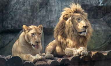 Enrichment and Quality of Life in Zoos