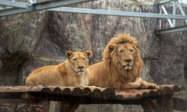 Enrichment and Quality of Life in Zoos