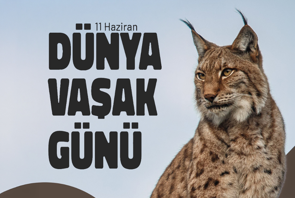 11 Haziran Vaşak Günü: Anadolu'nun Sessiz Koruyucularından Birini Kaybetmemek İçin