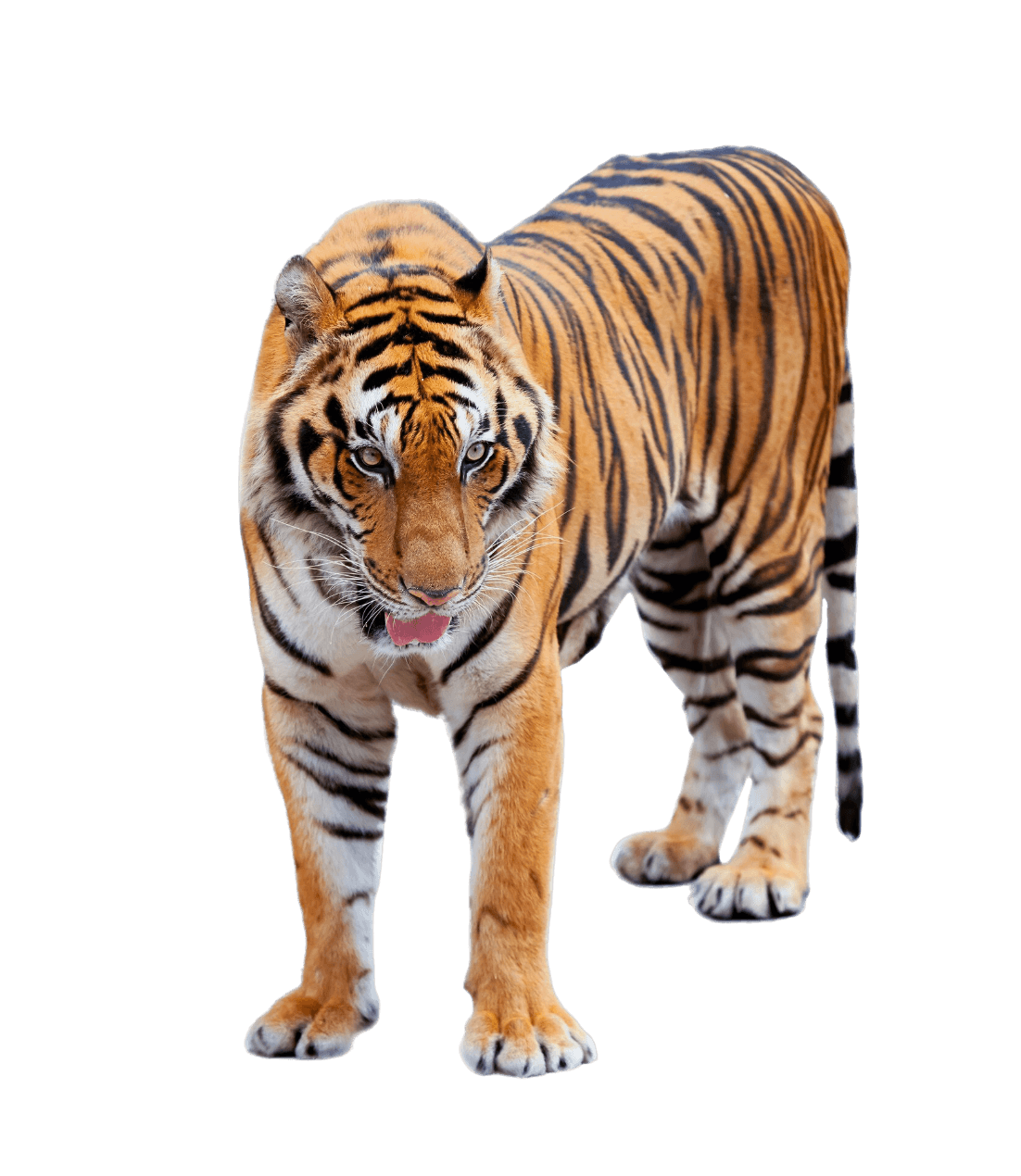 Bengal Kaplanı