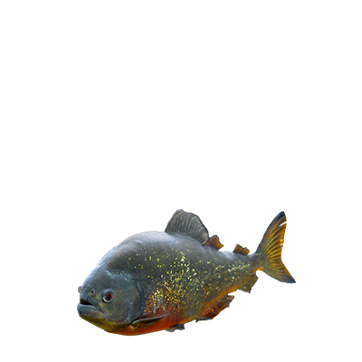 Pirana